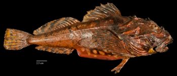 Media type: image;   Ichthyology 29876 Aspect: lateral